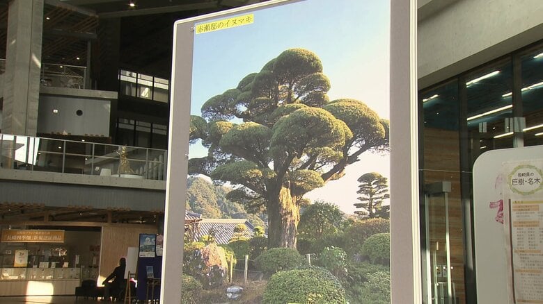 「赤瀬邸のイヌマキ」（長崎市松原町）