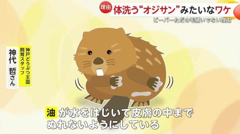 ビーバーの油を塗る生態（イメージ画像）