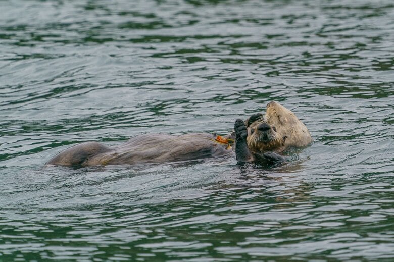 ラッコの祖先はイタチ類である（画像：イメージ）