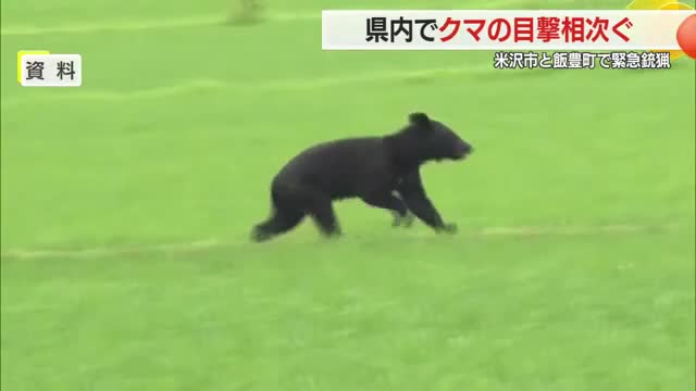米沢市・飯豊町で緊急銃猟　そのほか川西町下奥田・上小松でもクマ目撃相次ぐ　山形