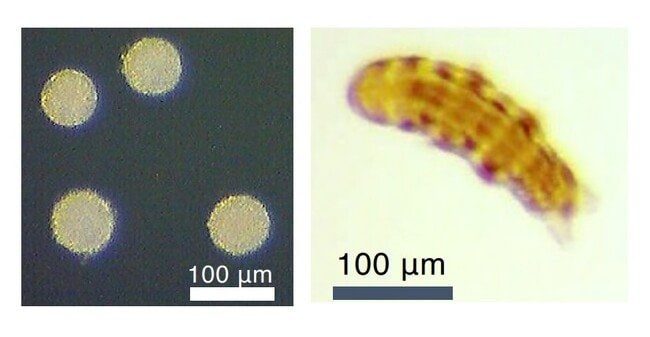 図1：ヨコヅナクマムシの卵および8日齢の個体