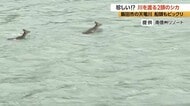 【動画】二ホンジカ2頭が川に飛び込み、泳いで渡る　船頭もビックリ「初めて見た」「今度、舟と並走できたら」　浅瀬につくとジャンプ、対岸の河川敷を走り去る　長野・飯田市の天竜川