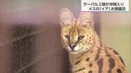 「足が長くてかっこいい！」宮崎市の動物園で2頭目のサーバル公開