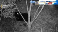 広島にもクマ出没 TSS定点カメラが捉える 住宅そばの柿の木に痕跡 警察も警戒 広島市安佐南区