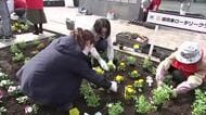盛岡市中心部で花壇に植栽　花で街に彩りを　岩手県
