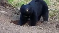 長野・松本でクマ騒動　住宅街に現れ車とあわや正面衝突…公園の木に居座り麻酔銃で捕獲　岩手では畑で穴掘り米ぬか食べる巨大グマ