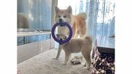 1つの輪っかを仲良くガブリ！秋田犬“兄妹”の“共同作業”がか…