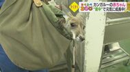 背中で育つカンガルーの赤ちゃん…お手製リュックから顔を出しすくすくと【愛媛発】