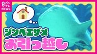 ジンベエザメの「お引っ越し」高知から大阪・海遊館へ　先代ジンベエ「海くん」は“生態解明”の使命を背負い太平洋へ放流