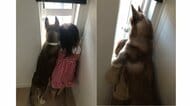 外を眺める「2歳娘と犬」の成長記録…4カ月で“姉妹”からまるで“親子”に⁉ 関係性を父親に聞いた