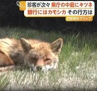 県庁中庭でキツネがぐっすり熟睡　銀行や酒造会社にはカモシカ侵入　野生動物の出没相次ぐ　新潟
