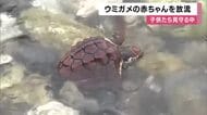「カメさん、バイバイ～」　子どもたちが絶滅危惧種に指定のウミガメの赤ちゃん約20匹を太平洋に放流　和歌山・串本