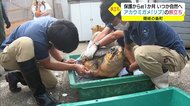 右前足を失ったアカウミガメ 治療のためお引っ越し 島民から「玉手箱」をもらい…【島根発】