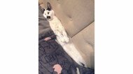 隙間に挟まって細長すぎるネコ!? “アスペクト比”がおかしい手足ピーンな寝姿が可愛い