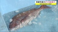 給食食べタイ!地元の海の恵みを堪能!男鹿特産のタイ登場 秋田・男鹿市