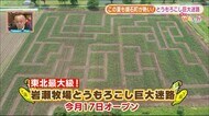 東北最大級の巨大迷路ことしも登場!あなたは10万本のトウモロコシを攻略できる?【福島発】