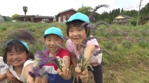 さわやかな甘い香り…「ラベンダー」摘み取り体験