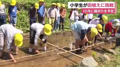 小学生が田植えに挑戦　10月に稲刈りを予定