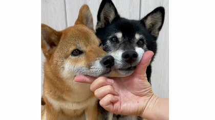 阿吽の呼吸? 柴犬2匹の“一緒にあご乗せ3連発”が愛くるしい…飼い主「得意な技が50個以上」