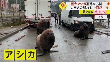 巨大なアシカがデモ中の道路を“占拠”　カモメの群れも集まりカオスな状態に　動物が集まった理由は不明　チリ