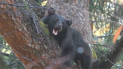 クマが柿の実を食べているのを市職員らが目撃「自宅近くにクマが」通報を受け駆けつけ発見　爆竹などで追い払い