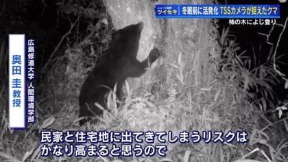 “冬眠前のクマ”がエサを求め活発に　住宅近くの目撃情報16件　被害防止には「柿の木の管理が重要」【広島発】