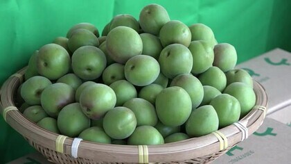 特産「福井梅」の初出荷　記録的な凶作から一転、品質良好で平年並み1100トン生産を見込む【福井・若狭町】