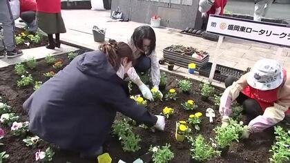 盛岡市中心部で花壇に植栽　花で街に彩りを　岩手県