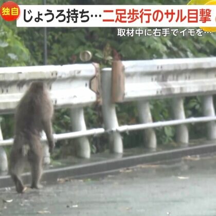 「人間みたい」左手のないサルが二足歩行に進化？右手にロープやじょうろ持ち遊ぶ姿も…専門家「人類の進化を推察する上で面白い」