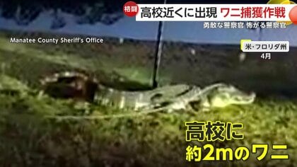 「お茶の子さいさいだ」体長約2mのワニに警察官が馬乗りになりラクダ固め…「噛まれたら」ビビる警察官も　米フロリダ州