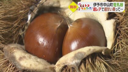 甘さ2倍”完全予約制の「栗」、枠を超えて進化する「砥部焼」…地元の未来を見据える職人たち【愛媛発】