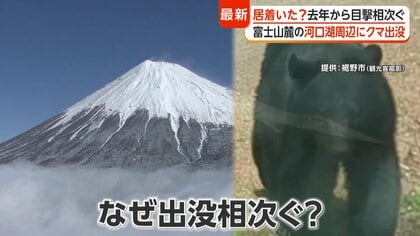 山開きの富士山麓でクマ出没相次ぐ　観光地・河口瑚は不安の声　“絶滅の恐れ”に専門家「生息域が拡大」登山時も注意