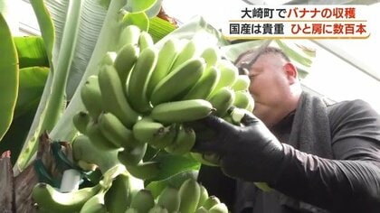 【1房395本】国産バナナが鹿児島で大豊作　１キロ2000円でネット販売へ　大崎町の新特産品に