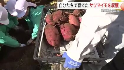 「天ぷらにしたい！」美里町の小学生たちがサツマイモ収穫　小牛田農林高校の生徒からコツを教わる〈宮城〉