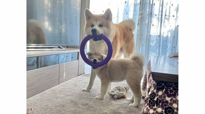 1つの輪っかを仲良くガブリ！秋田犬“兄妹”の“共同作業”がかわいい…普段からシンクロするのか飼い主に聞いた