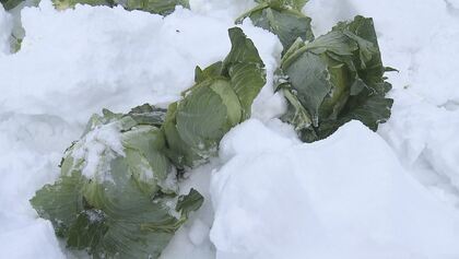 「甘い」と全国から注文　「雪中キャベツ」の収穫始まる　全国的にキャベツは生育不良…集落では大きな玉に　長野・小谷村