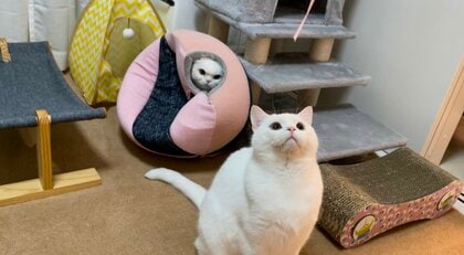弟猫を背後からにらむ姉猫の“圧”が怖い…この後どうなったのか?飼い主に聞いてみた