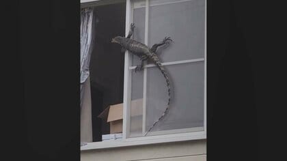 網戸に1m超のトカゲ現る　飼い主留守中に脱走…どうやって？専門家「好んで飼われる種類」