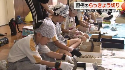 全校でラッキョウ切りを体験　三里浜砂丘地で農家が3年かけて育てた特産品　地元・棗小中学校の恒例行事【福井】