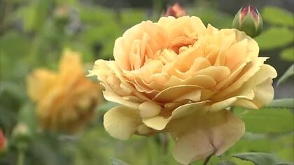 ５月４日「みどりの日」を前に岡山市の半田山植物園で週間イベント始まる…４日は入園無料に【岡山】