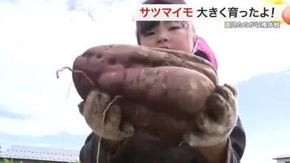 「天ぷらにしたい！」白石市の園児たちがサツマイモ掘り体験　自分たちで育てた紅あずまを収穫〈宮城〉