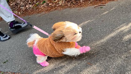 風にも負けず猛ダッシュ！大好きな公園に向かう愛犬の臨場感がすごい…どのくらいのスピードで走っていたのか聞いた