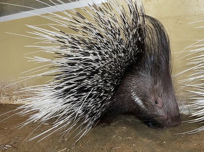 アフリカタテガミヤマアラシ（提供：東武動物公園）