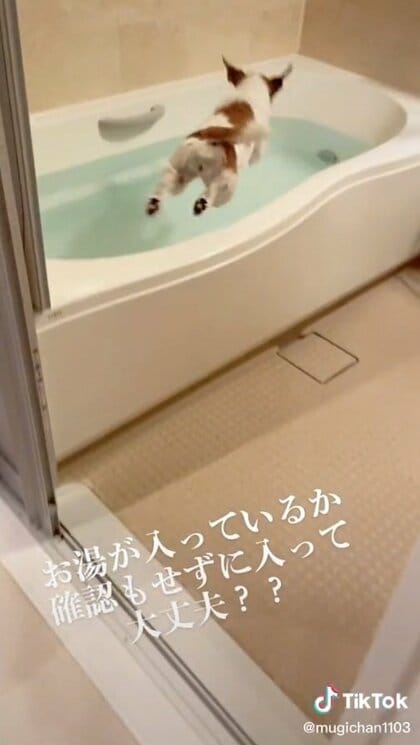 華麗なフォームで飛び込み！お風呂が大好きすぎる犬のはしゃぎっぷりが