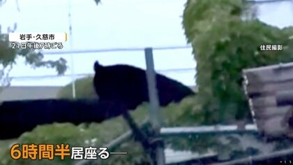 くわえて食べたみたい」飼い猫襲うクマ 屋根の上に6時間半居座り