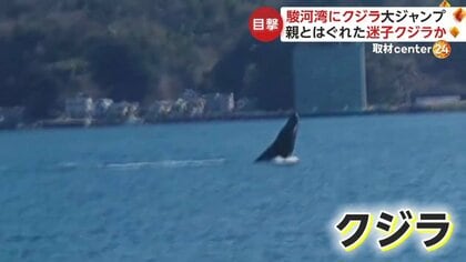 クジラ」が駿河湾で大ジャンプ 「バシャバシャはねていた」親とはぐれ