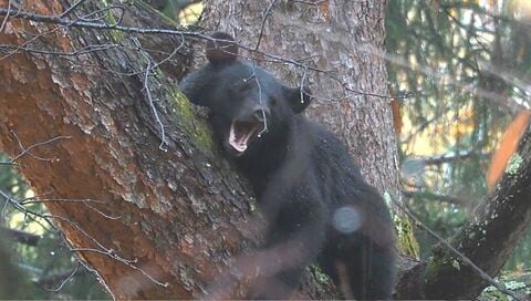 「除雪作業中にクマに襲われた」　78歳の男性が顔や太もも負傷　病院に搬送される　長野・野沢温泉村