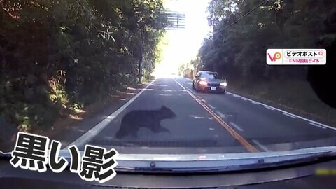 走行中の車の目の前を横切る黒い影…正体は駆け抜けるクマ　ブレーキ踏めず「走る速さに驚いた」衝突の可能性も　秋田市