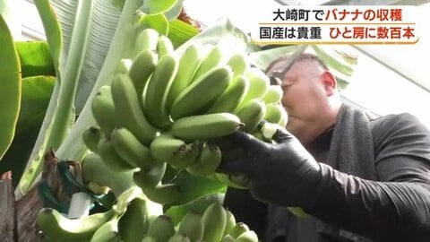 【1房395本】国産バナナが鹿児島で大豊作　１キロ2000円でネット販売へ　大崎町の新特産品に