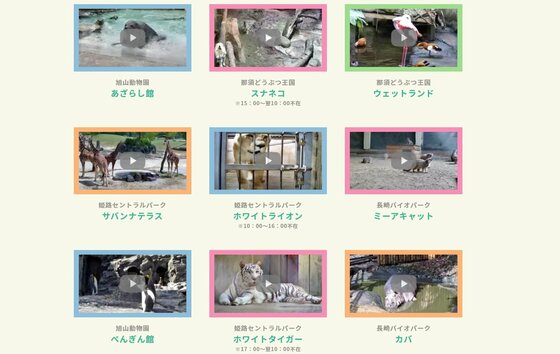 オンライン会議にかわいい動物たちが参加 Zoomならぬ Zoom で癒やし提供 イチオシ動物を聞いた